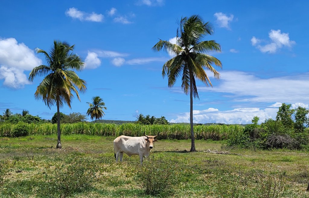 Two palm trees, sugar cane and a cow - tipical Caribbean.