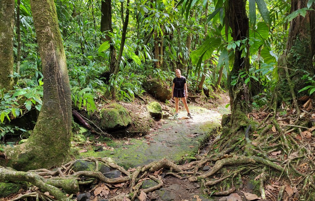 Probabely the greenest forest ever!