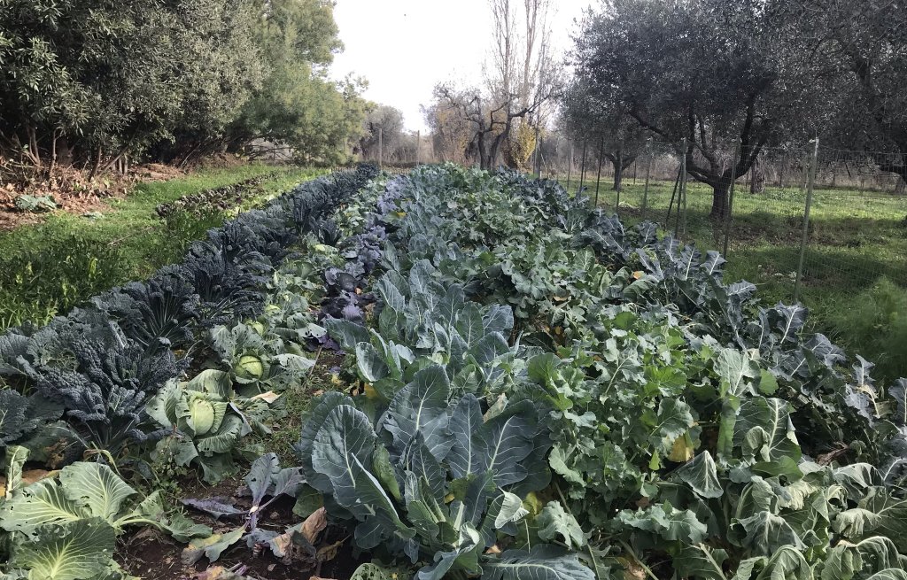 Magnificent vegetable field of the Fattoria in Viterbo