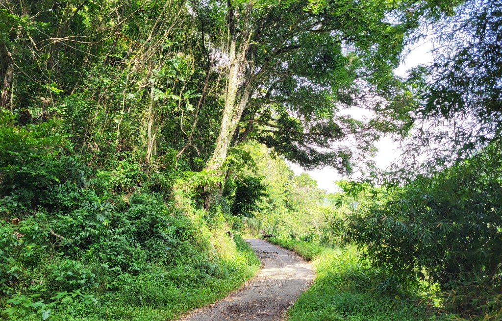 So green, so lush.