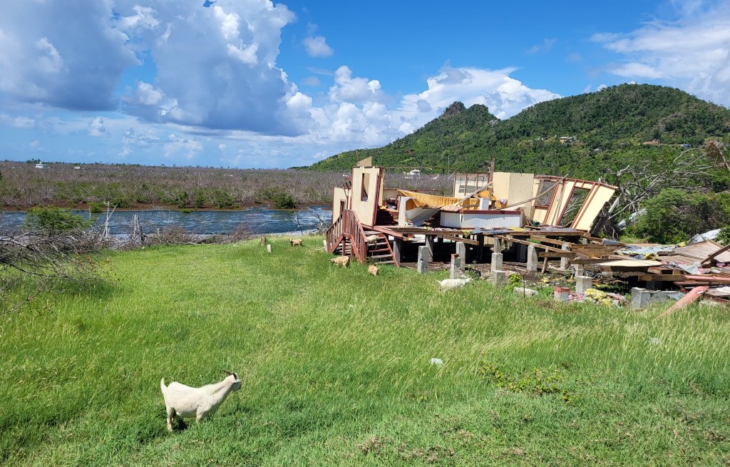Unfortunately symbolic of the situation in Carriacou, destroyed houses and mangroves.