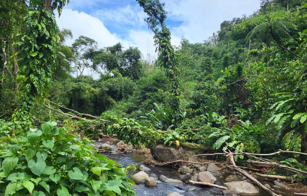 Green and lush as always!