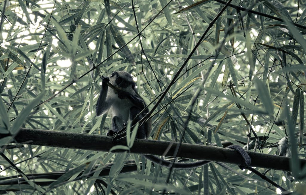We even saw monkeys this time!