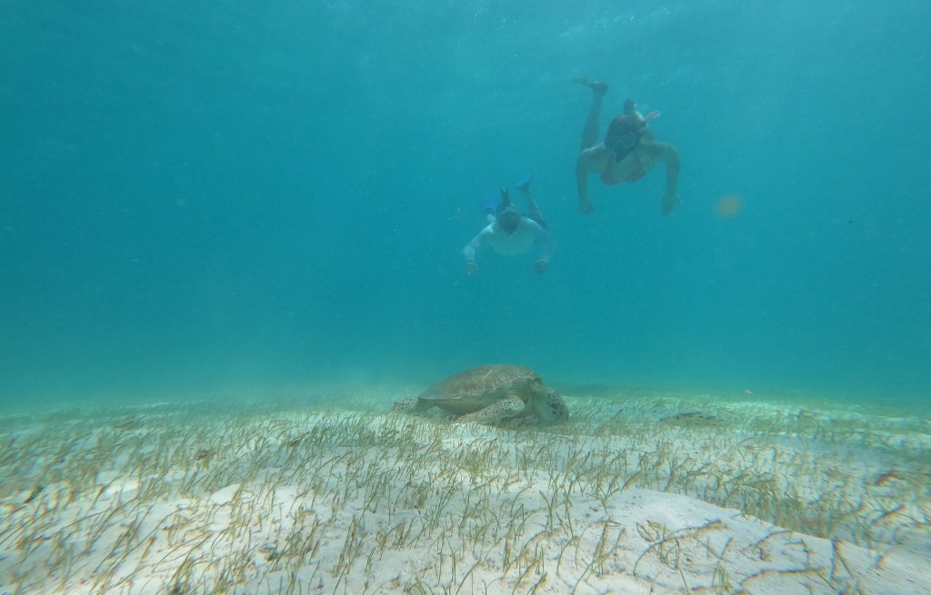 Luzi & Chrigi & a turtle.