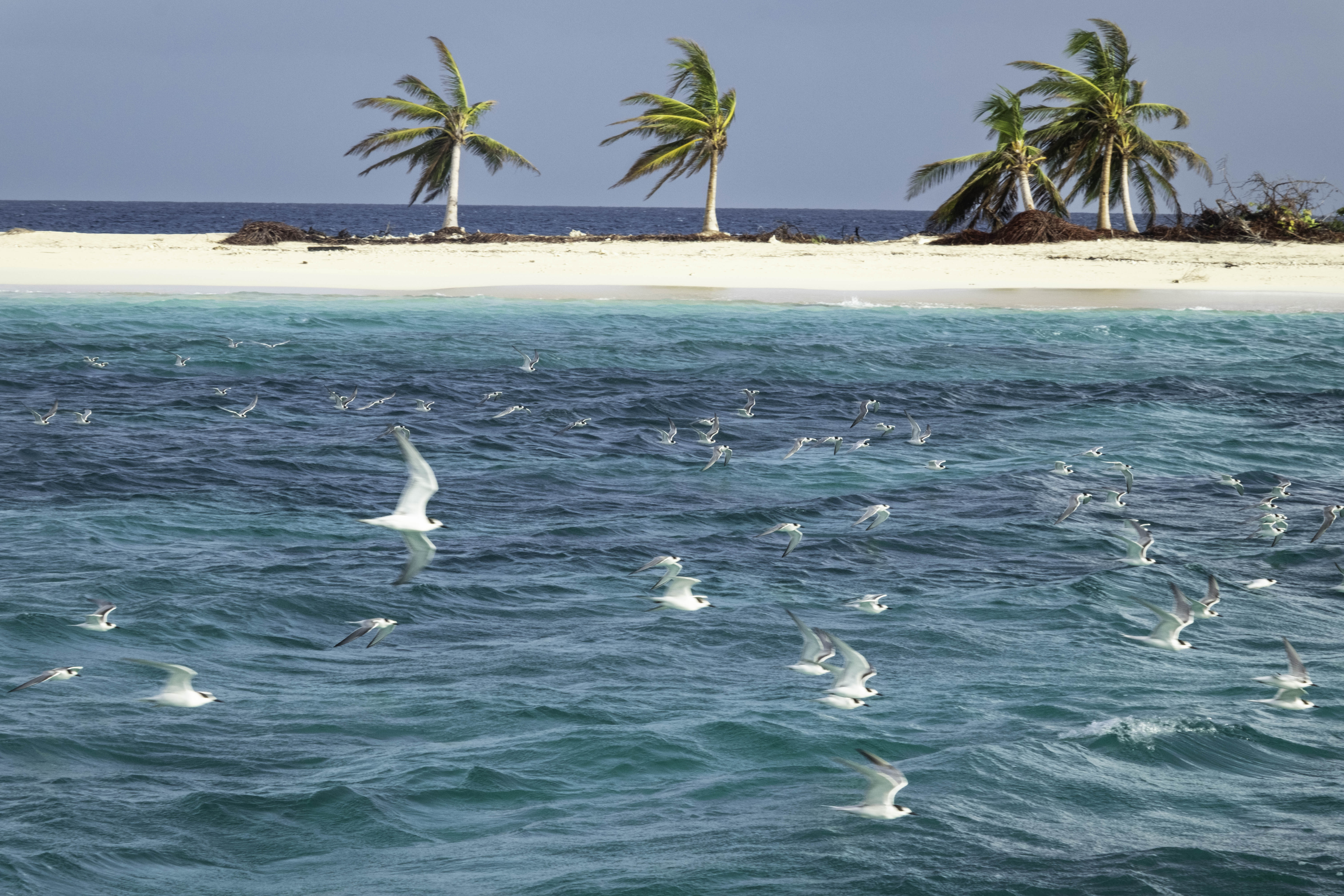 Seagulls passing by in front of Sandy Island.