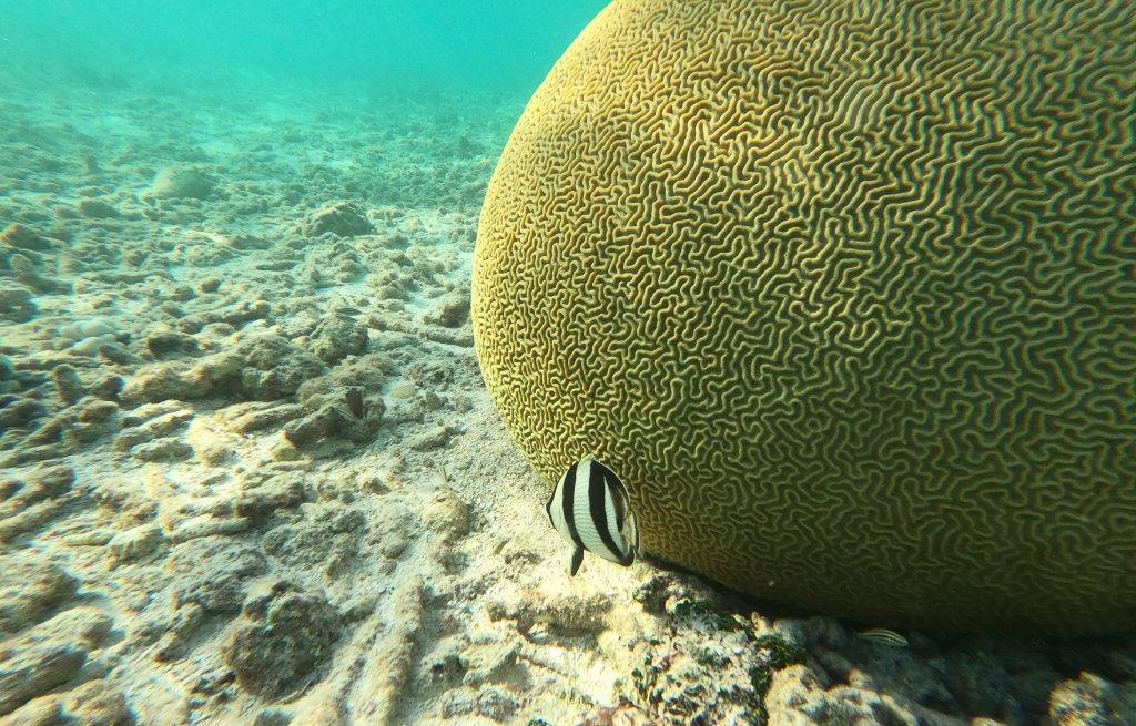 A beautiful butterflyfish in front of a brain coral.