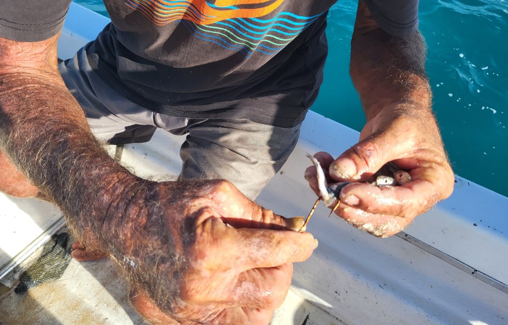 Baitfish are being hooked.