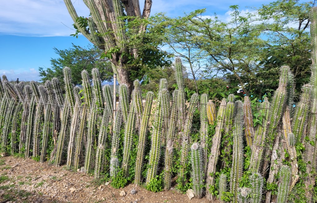 These natural fences are genious. Nobody is going to climb them.