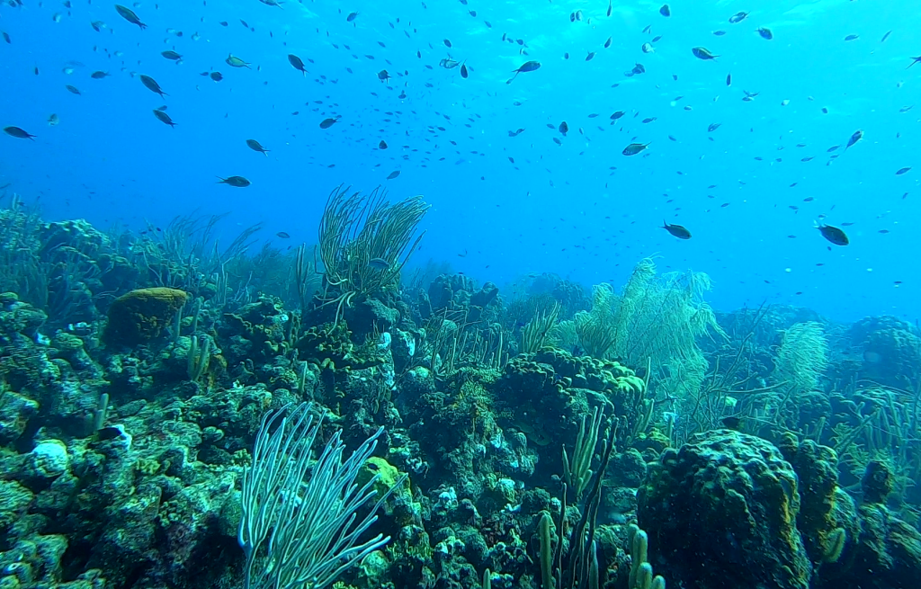 Coral as far as the eye can reach.