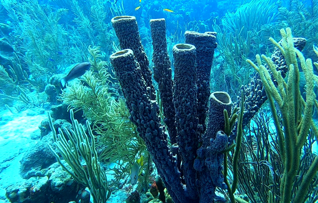 The most beautiful sponges. It takes decades for them to grow this tall!