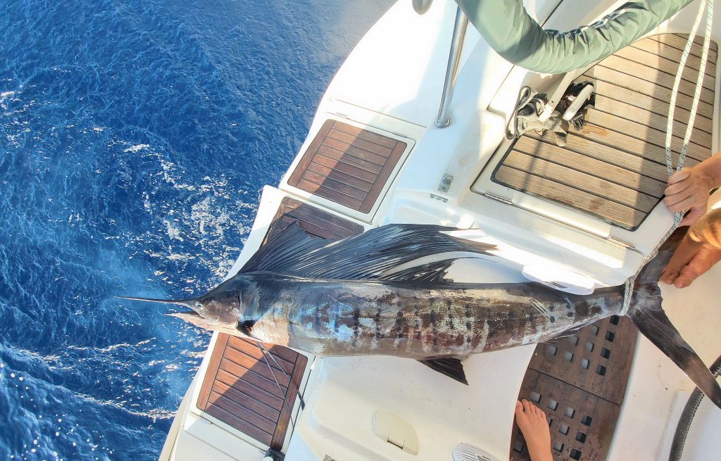 The sailfish. We're still in shock.