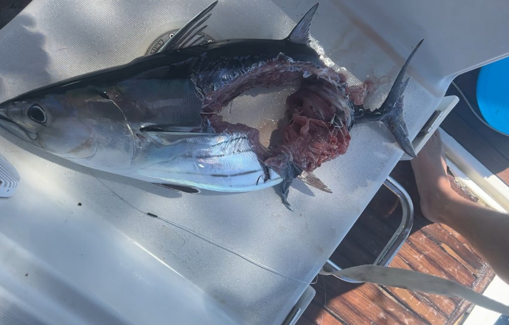 Seems like somebody took a bite...