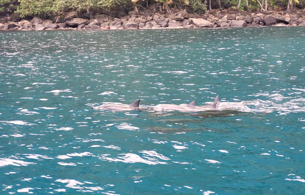 Almost every morning we're visied by dolphins.