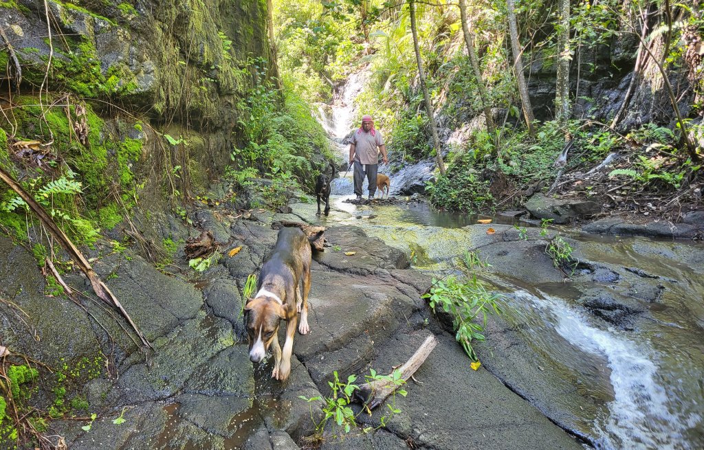 On the hunt: Tafeta and his dogs in action.