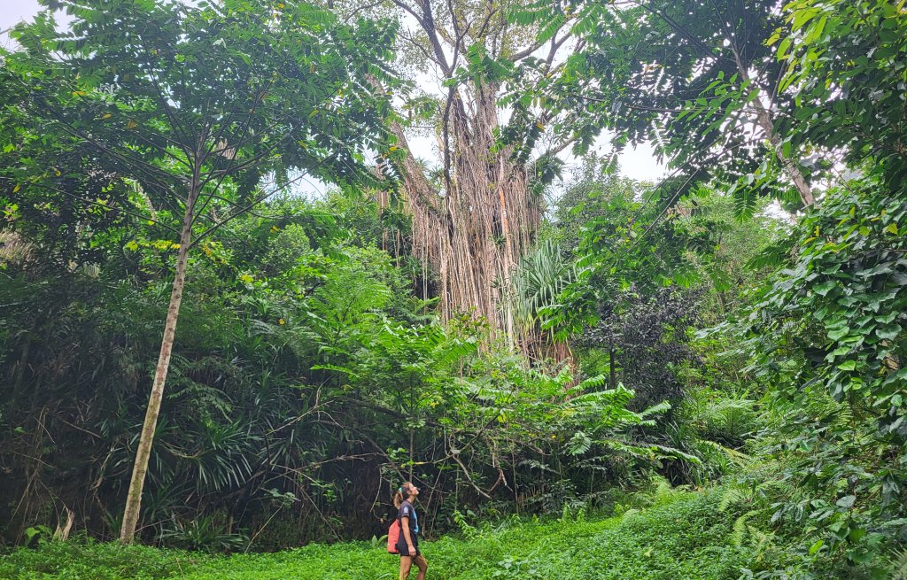 The forest here is incredible.