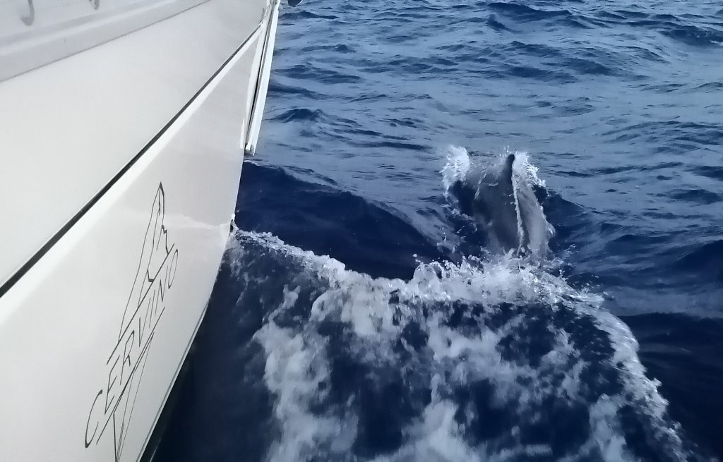 Dolphins welcoming us to the adriatic sea